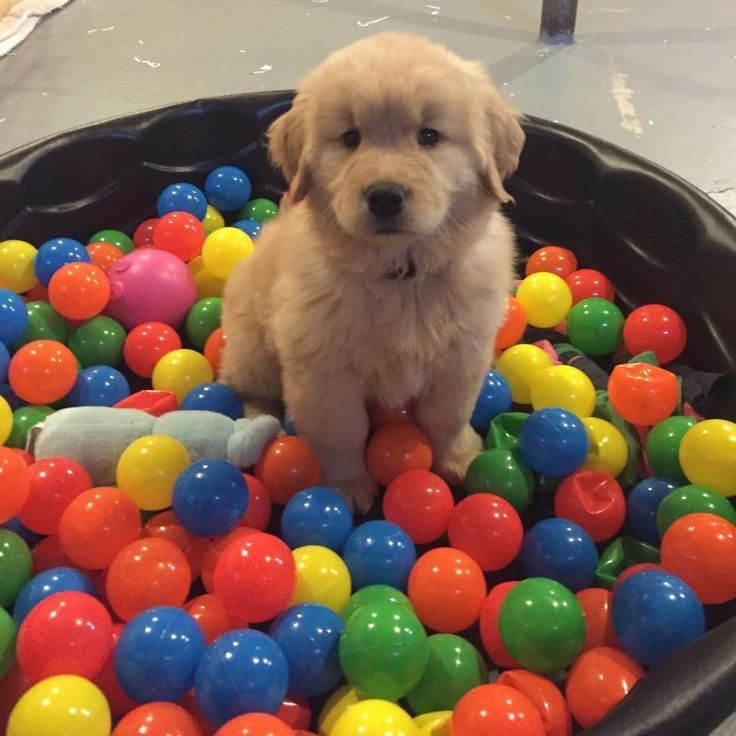 PupGirlBlair ^w^ 🏳️‍⚧️ tweet media