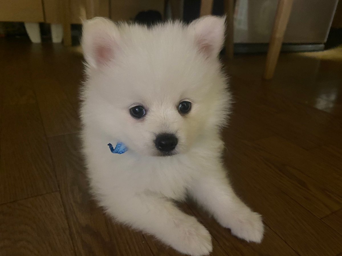 angun0804's tweet photo. 愛犬誕生日おめでとう！
家に来てから毎日幸せやし、癒し！
本当に可愛くて仕方ない！
デブデブレオンくんも可愛いからいいけど！ https://t.co/nmsbwHtHAt