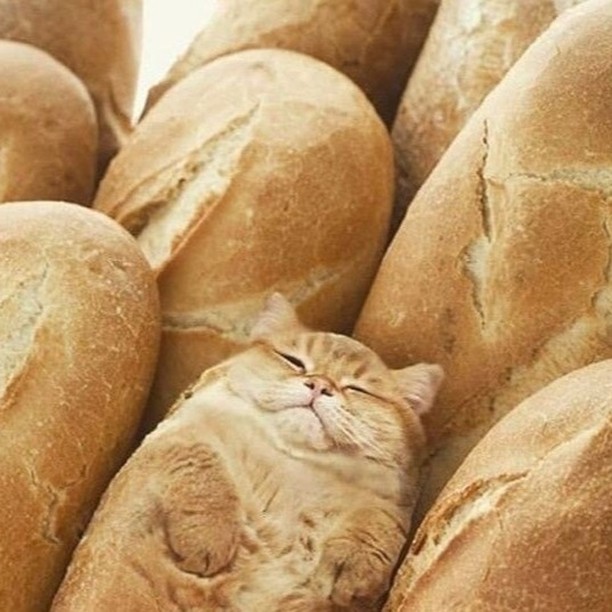 Punch Cat tweet media