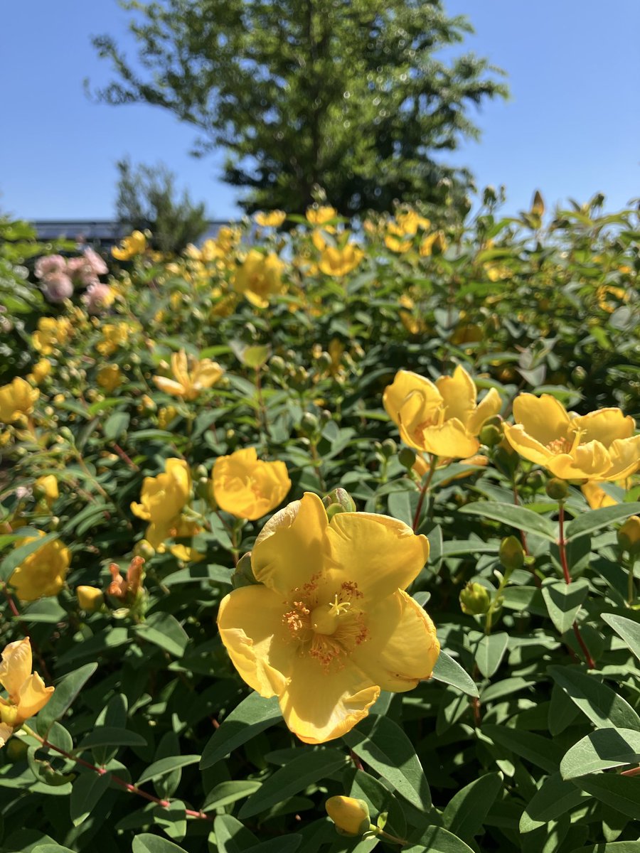 ibarakiflower's tweet photo. 【園内のお花たち②】
ふわふわとした花穂がかわいいスモークツリーなどご来園の際は是非いろいろなお花たちを探してみてください🌹 https://t.co/AptCB3qa8Z