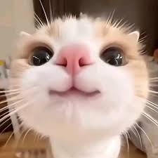 EsVal_'s tweet photo. @Ultralin651 @divexel @ZestianNETWORK Si hay huequito me gustaría estar ^^ https://t.co/MpOqYa0WCr