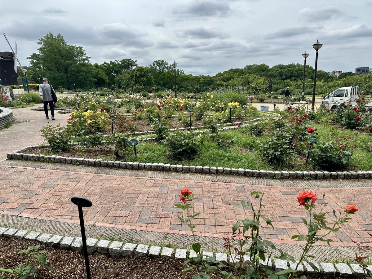 meome_mmm's tweet photo. ちなみに、折角来たから精神で咲くやこの花館の前に鶴見緑地公園のバラ園を見に行っている。
我ながら狂気である。はよ帰れ。 https://t.co/nkQ0tqmfdS