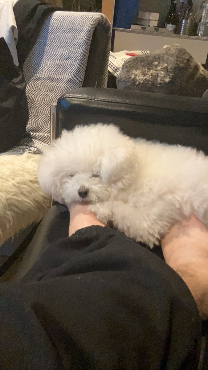 白く、柔らかな犬 tweet media