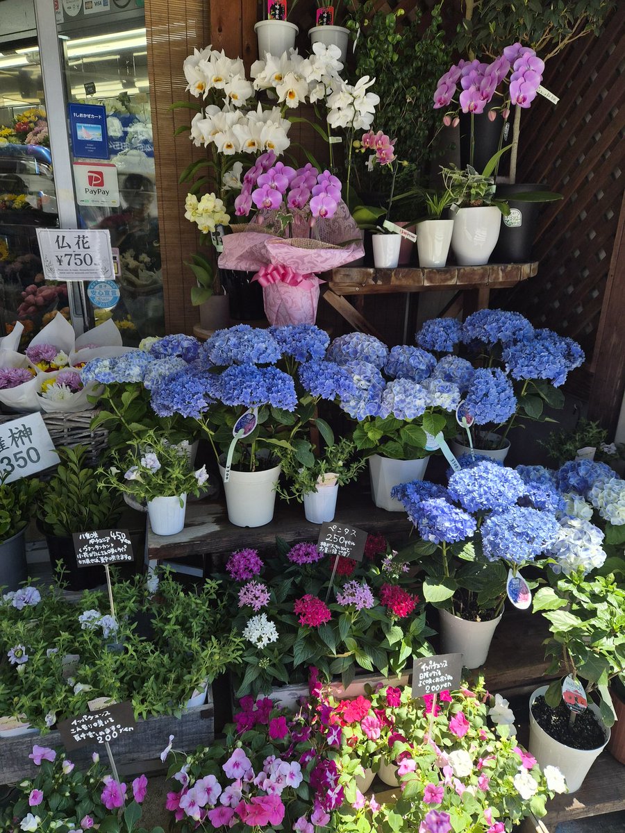 FS_konno's tweet photo. おはようございます、店頭はすっかり初夏の色になってきました。
涼しげなブルーの紫陽花、元気なハイビスカス、南国感のあるアンスリウムやブーゲンビリア。
雨の季節を前に、おうちの玄関先やベランダを明るくしてくれる鉢花がそろっています。
ちょっと気分を変えたいときに、花やグリーンがひと鉢あるだけで、空気が変わります。
お散歩がてら、ぜひのぞいてみてください。

#flowers 
#flowerpower 
#flowerphotography 
#flowerlovers

#逗子 #葉山 #zushi #hayama #花 

#おは戦80530🍩cC
#おは戦80530md 🍩

#企業公式相互フォロー
 https://t.co/TtvVCtm2ph