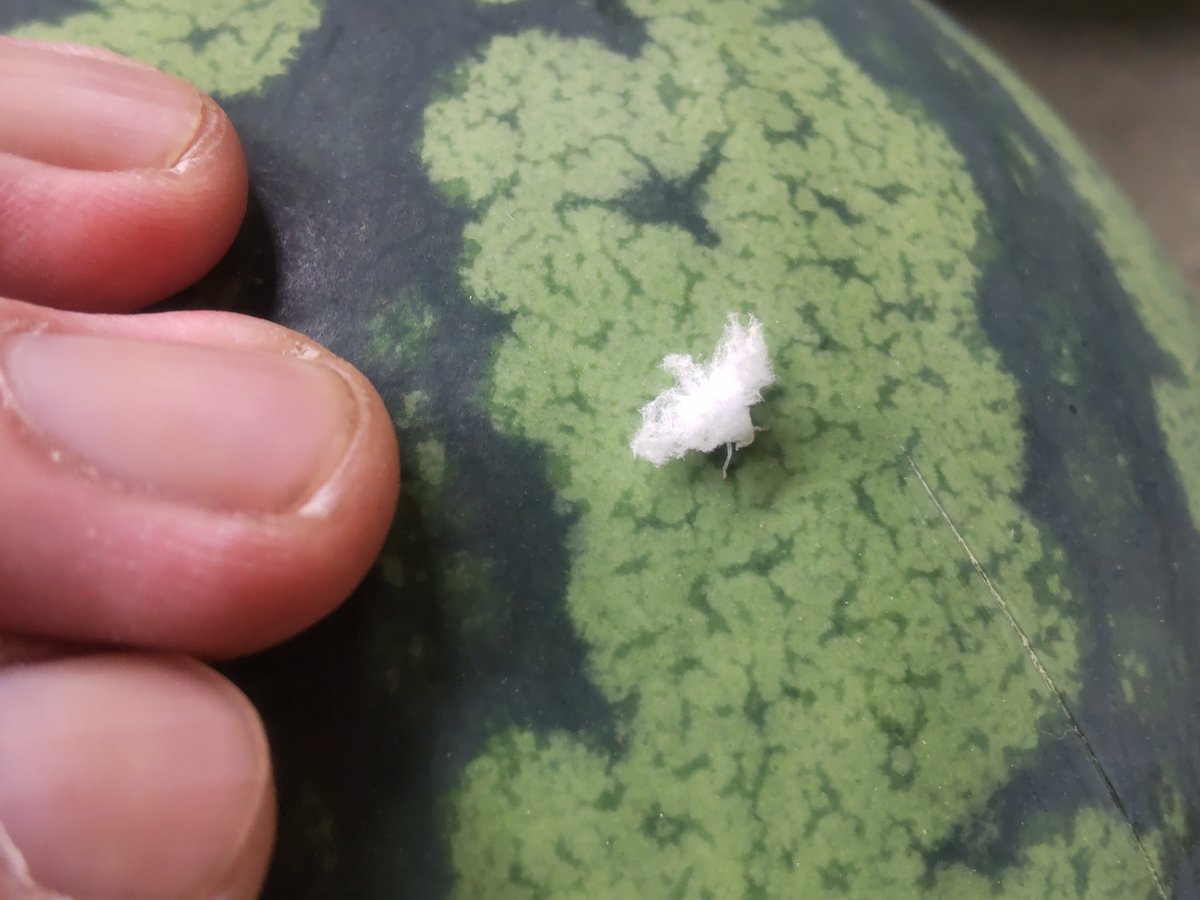 routube's tweet photo. 千葉県、チュウゴクアミガサハゴロモの幼虫が発生中💭
一昨年辺りから一気に増えてきました。見た目とは裏腹に、放っておくと農作物に被害をもたらす厄介な外来昆虫です🕷️❤️ https://t.co/pfKFNq991A