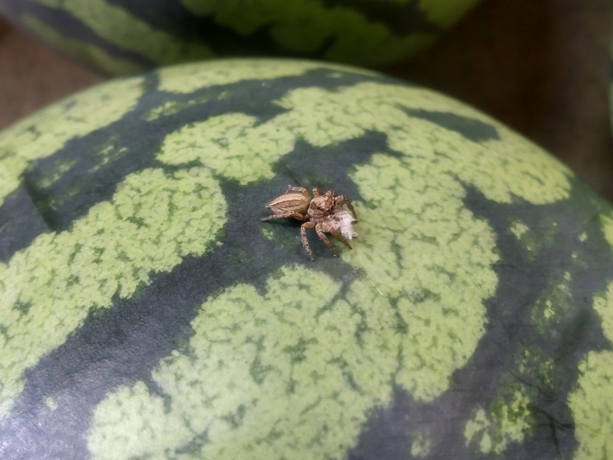 routube's tweet photo. 千葉県、チュウゴクアミガサハゴロモの幼虫が発生中💭
一昨年辺りから一気に増えてきました。見た目とは裏腹に、放っておくと農作物に被害をもたらす厄介な外来昆虫です🕷️❤️ https://t.co/pfKFNq991A