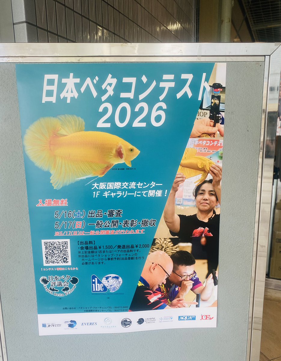 bettashichan44's tweet photo. ㊗️ベタ氏くん2年2ヶ月病気なし✨💃🙌

先日上本町の日本ベタコンテスト2026へ行ってきました。親しい方達がバンバン大きい賞を獲っていて、私まで嬉しくなりました。
けど何度考えても超総合ぶっちぎり宇宙一かわいい大優勝なのはやっぱりうちの子だなって。
審査員私、審査基準私やけどｗ https://t.co/1SQuspZBD3