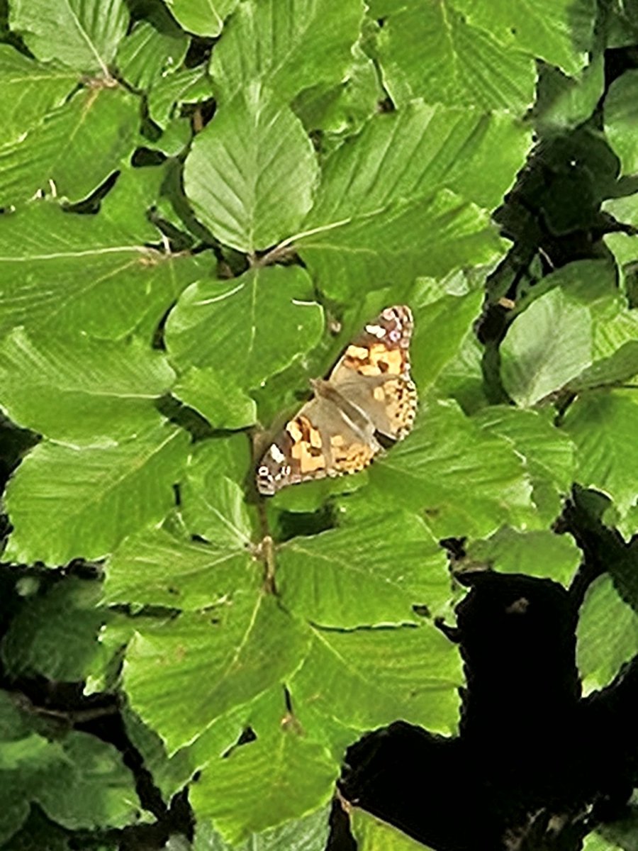 Magorbirder's tweet photo. Never seen so many Painted Ladies at Slade Wood. By far the commonest butterfly today. https://t.co/H2HfXwWTAn