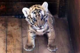 CallMeEagle__'s tweet photo. Why don't you have Little Tiger like we do in Brazil? https://t.co/mBKErWPtCX