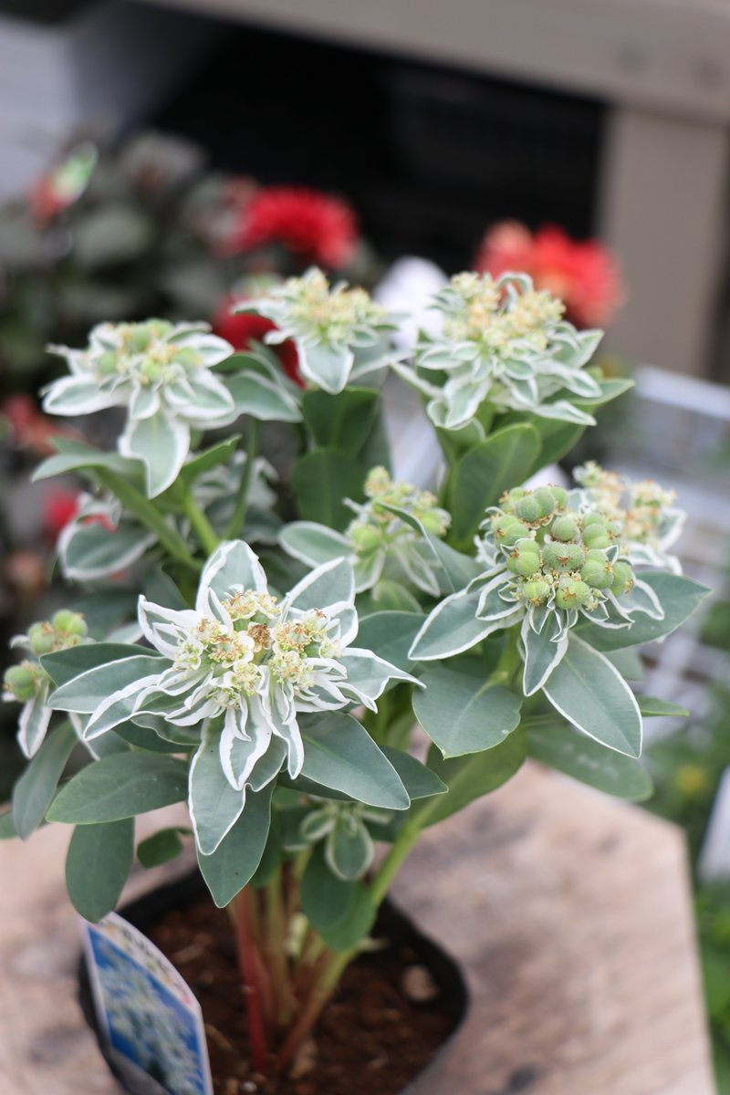 初雪草「氷河」🌿✨ 先端の白覆輪が爽やかで、夏花壇に涼しさプラス