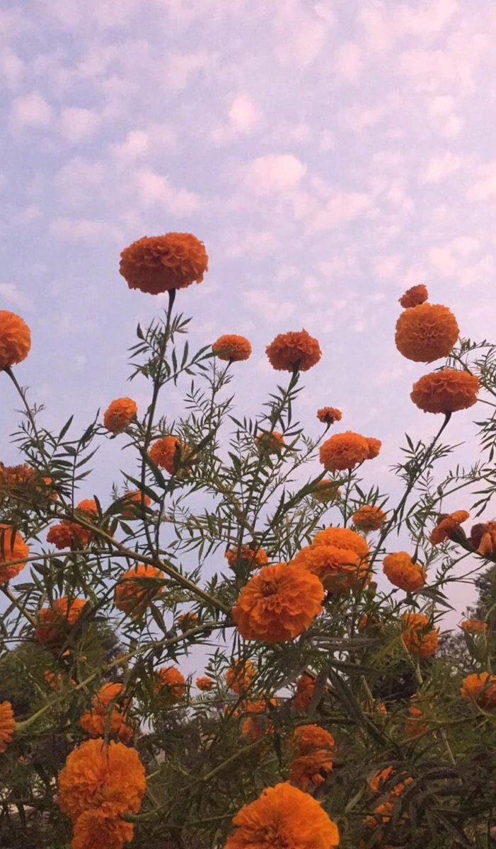 bloomele_'s tweet photo. in a field of flowers https://t.co/XPpFpd1VWg