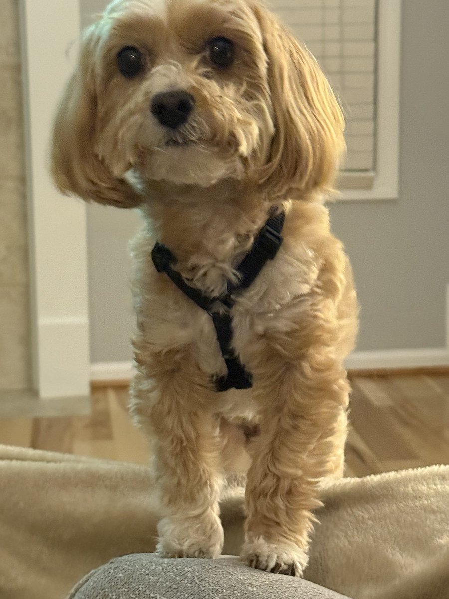 sparty607's tweet photo. @JanieVanHalen This is mine multipoo Finn https://t.co/xep8TKXuhO