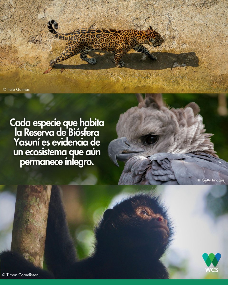 WCSEcuador's tweet photo. #AniversarioRBY 🎉 | Bajo el liderazgo del @parquenacionalyasuni, el Comité de Gestión de la RBY impulsa acciones para conservar este patrimonio natural y cultural, fortaleciendo prácticas sostenibles y promoviendo la participación de las comunidades. 🌎✨🖐💚💙 https://t.co/ZTenHkJAq8