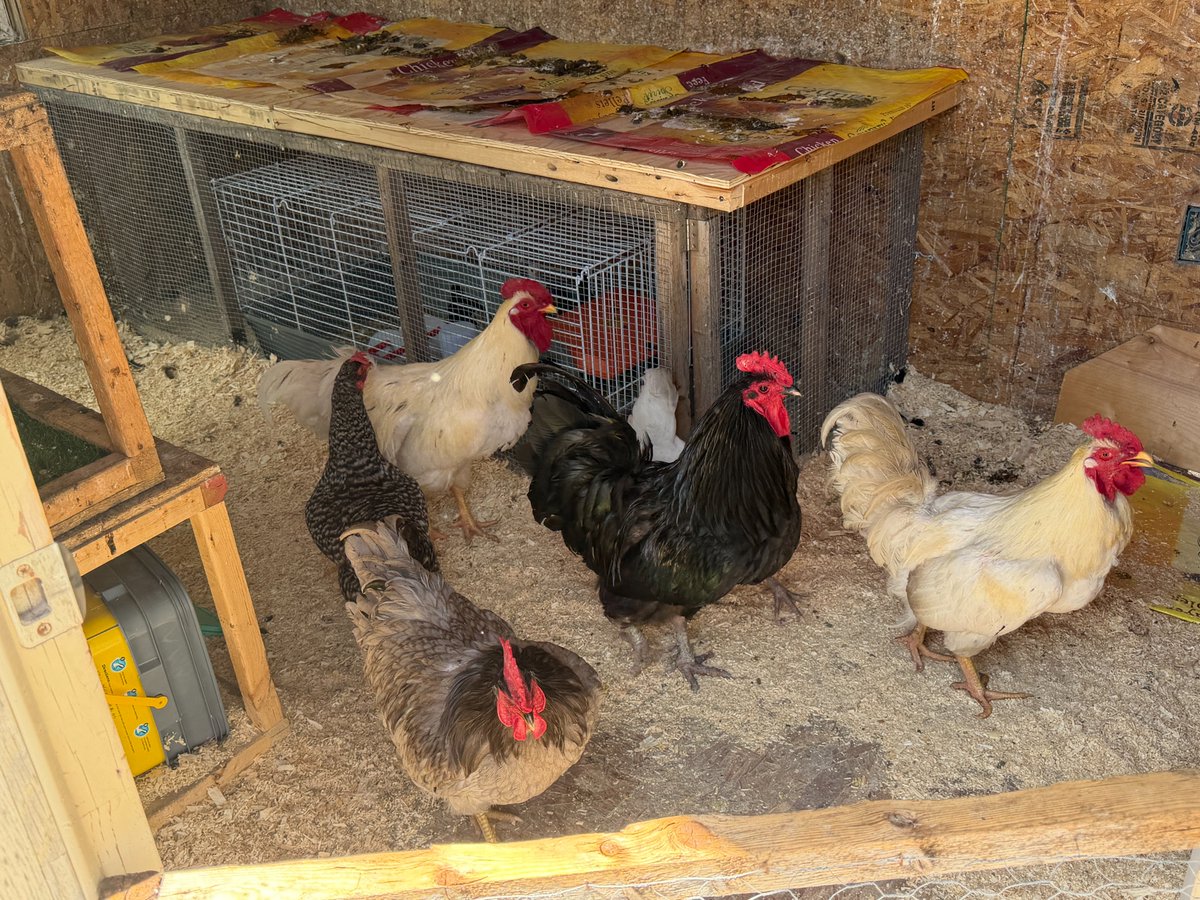 CoyOCSSteam's tweet photo. We said goodbye to our chicks today at Fun Day. Our chicks will live on Mrs. Maher's Farm to meet their new friends. Happy Summer! @Coy_Rams https://t.co/QQ9lzn839I