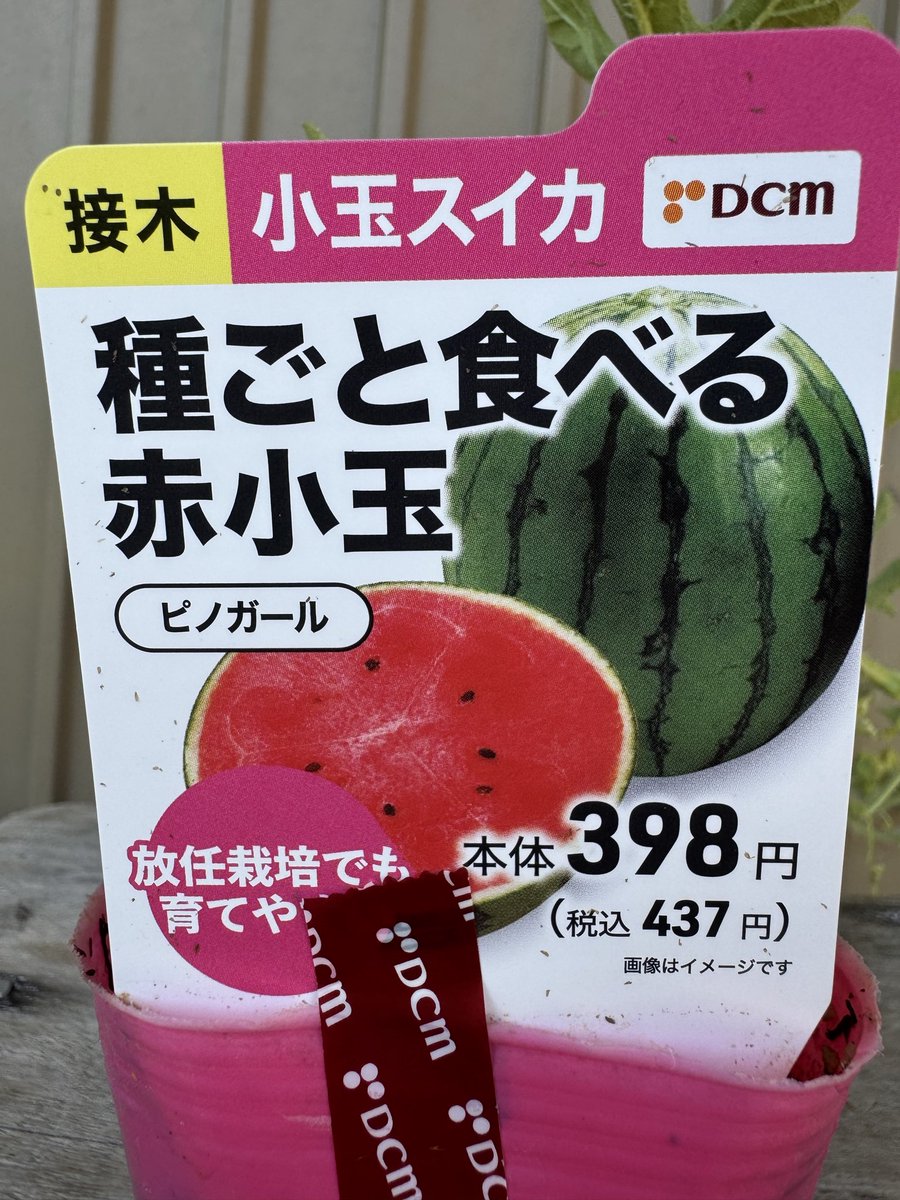 S1TNwutNmQfPkKs おはようございます😊 つばめたち 大きくなってき