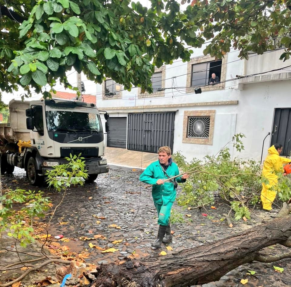 AsuDsu's tweet photo. ✳️Atendemos los reportes de árboles caídos 🔽
Hasta el momento se han reportado estos 4 puntos:
📍12 de octubre y Ecuador 
📍Celsa Speratti y Juscelino Kubitschek
📍India Juliana y Santa Cruz de la Sierra
📍Dr. Flemming y Antonio Bestard

#GestionarEsServir https://t.co/coqG1jevXW