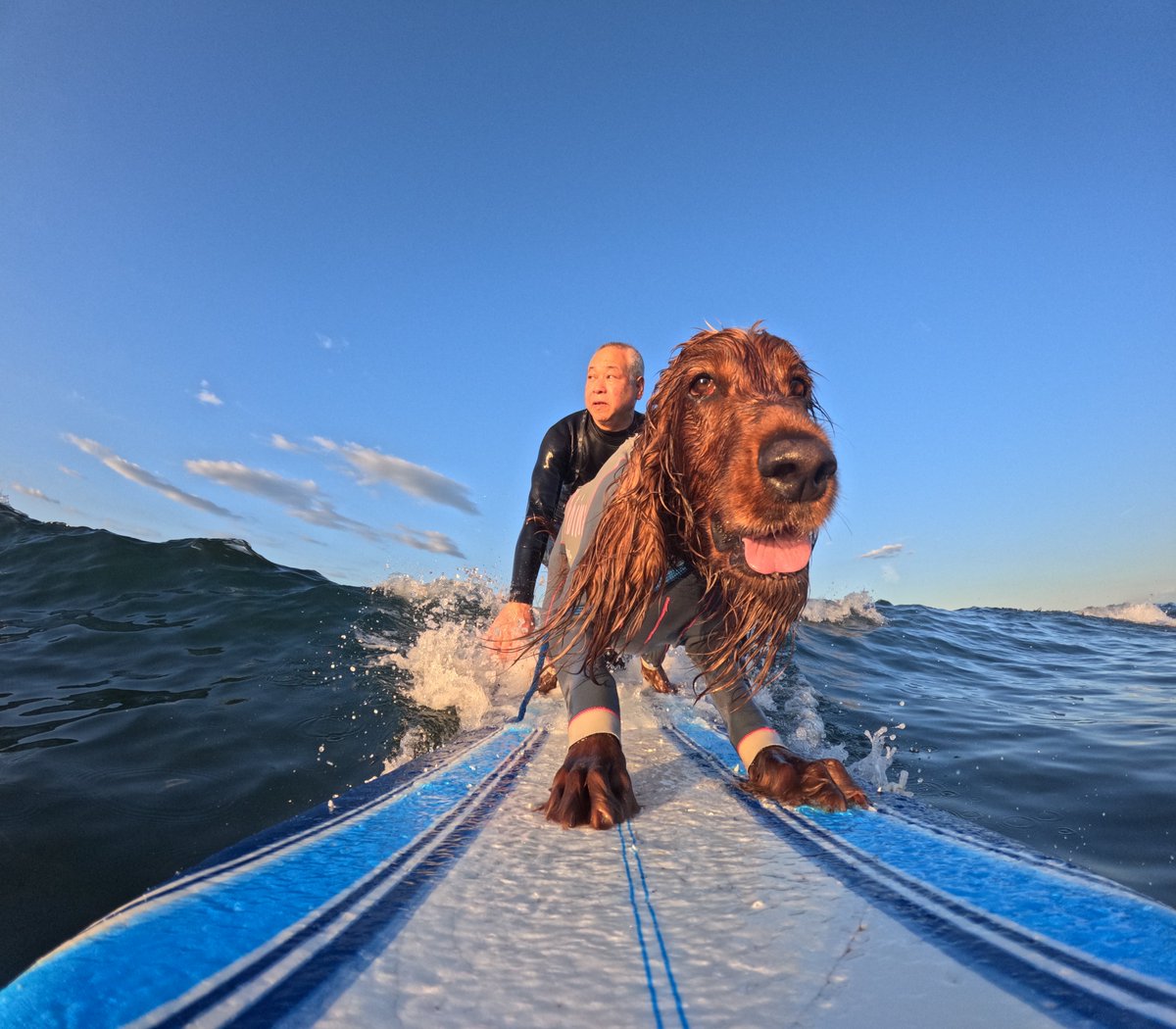 Surfing_Dog's tweet photo. 2026.5.30
ハッピータンデムサーフィン♪
#goprodog #hero13black
#goprojp 
#goproのある生活
#wavestorm #stormblade
#bambina #アイリッシュセター #irishsetter 
#サーフドッグ #サーフィン犬
#サーファー犬 #ドッグサーフィン
#波乗り犬 https://t.co/2pfQMk9C3g