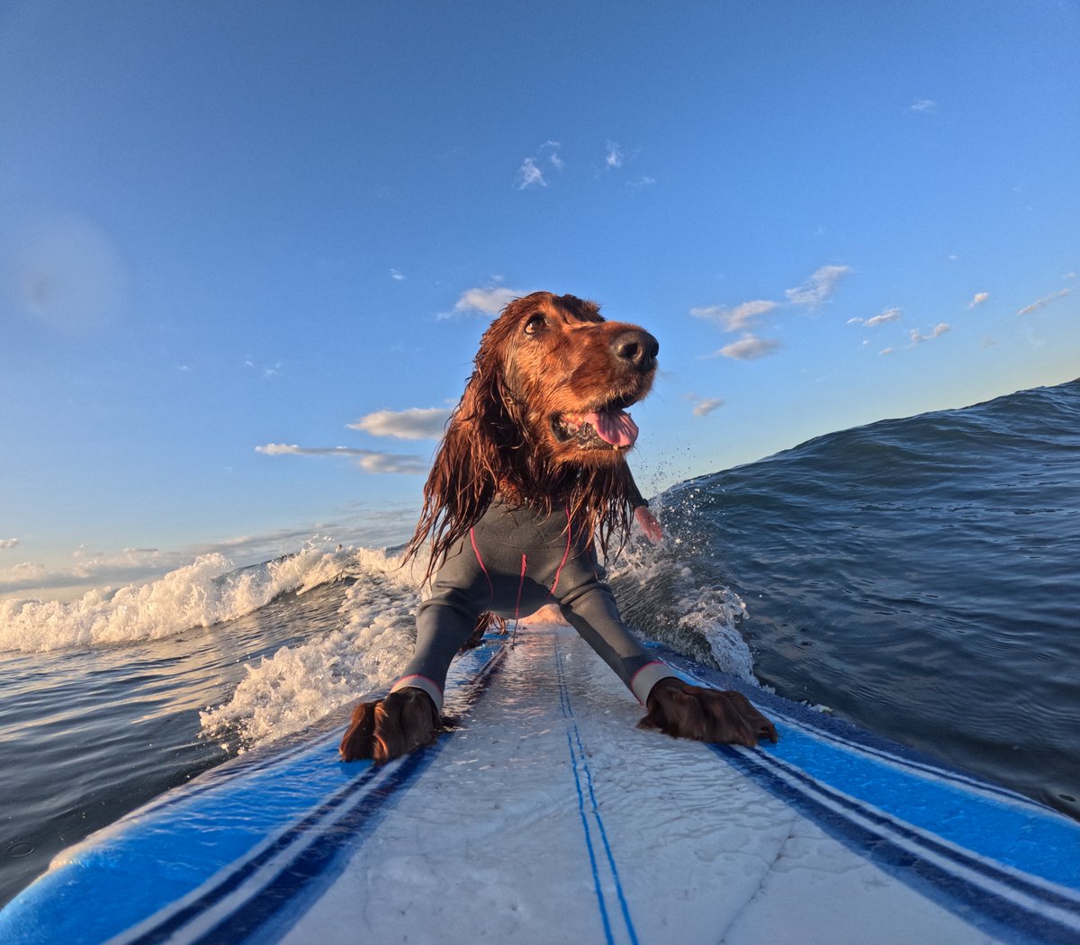 Surfing_Dog's tweet photo. 2026.5.30
ハッピータンデムサーフィン♪
#goprodog #hero13black
#goprojp 
#goproのある生活
#wavestorm #stormblade
#bambina #アイリッシュセター #irishsetter 
#サーフドッグ #サーフィン犬
#サーファー犬 #ドッグサーフィン
#波乗り犬 https://t.co/2pfQMk9C3g