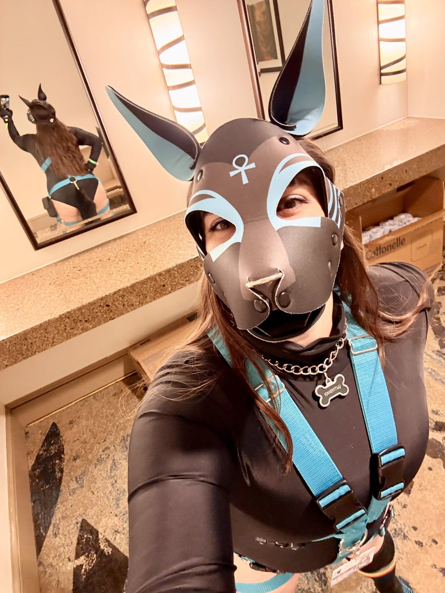KnightlyWolfPup's tweet photo. Back at it again 🔥 Is everyone ready for some summer fun! What have you pups been up to? https://t.co/6OGxwwLqMV