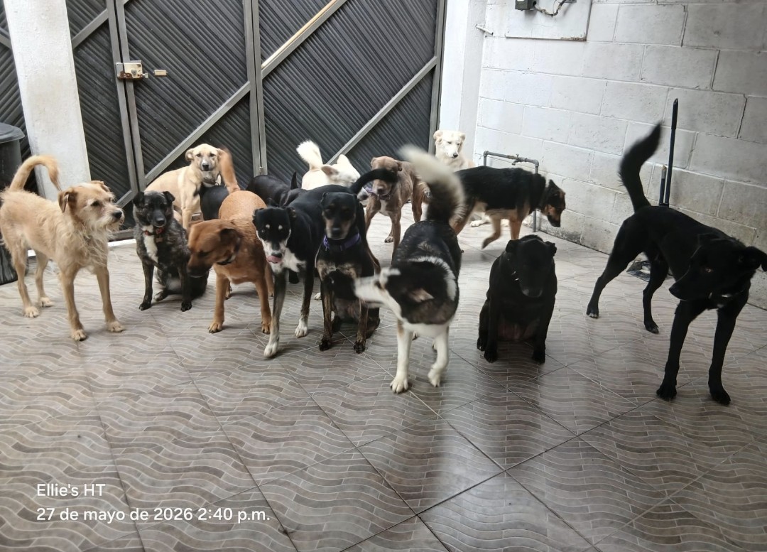 Ellie's House Toluca tweet media