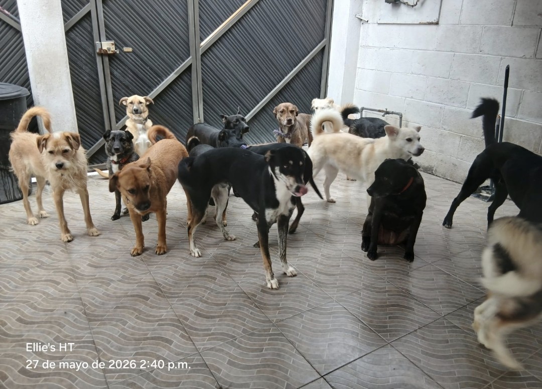 Ellie's House Toluca tweet media