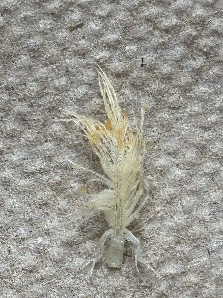 reythecyborg's tweet photo. yeeeeuuuck! I know chickens have feathers but I don’t want to see them in my nuggets @Wendys extra spicy today https://t.co/O9a3E8AQfu