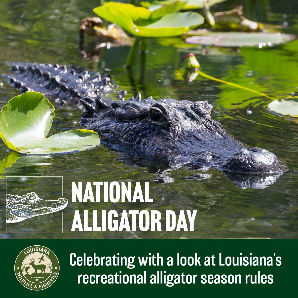 LDWF's tweet photo. 🐊 Happy National Alligator Day! Celebrate Louisiana’s conservation success story by learning about the new recreational alligator season! Public comment on the NOI is open through June 26. Full details on the proposed NOI: https://t.co/mtTjX1DZ35 https://t.co/7SoCHrk6MF