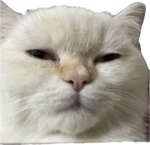 Miiee tweet media