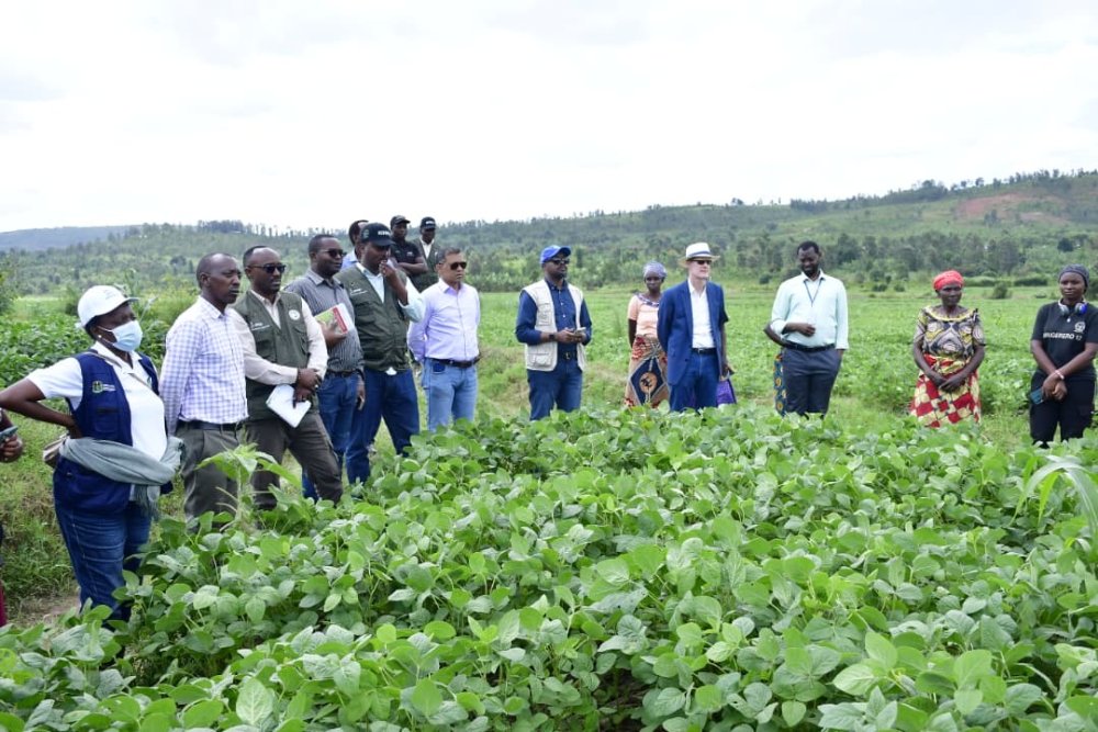 KwizeraEtiennee's tweet photo. #Kayonza: Ibice byazahajwe n’amapfa yatumye benshi basuhuka byatangiye guhingwamo Soya;
==============

Ibice byo muri @KayonzaDistrict byari  byarazahajwe n’amapfa, ababituye bagasuhuka, kubera izuba ryinshi, byatangiye guhingwamo Soya kimwe n'ibindi bihingwa kugira ngo bifashe abahatuye kubona amafaranga no kwiteza imbere nyuma y’uko bigaragaye ko yahera.

Abaturage bagaragaje ko biteze umusaruro mwinshi muri iki gihembwe cy'ihinga cya 2026 B.

Ibi babigaragaje kuri uyu wa Gatatu ubwo Koperative Abakundamurimo Murundi isanzwe ihinga ibishyimbo, ibigori na Soya yasurwaga na Ambasade y’u Bufaransa nk’umwe mu baterankunga babo, binyuze mu mushinga Farm P3 uri gufasha mu kwigisha aba bahinzi uko batera Soya ndetse n’uko iki gihingwa cyababyarira inyungu.

Bimwe mu byo iyi koperative yagaragaje harimo kuba mbere umusaruro wabo warangirikaga hejuru ya 30% bigatera igihombo abahinzi, bagaragaje ko hakenewe inkunga nyunganizi y’ubwanikiro yabafasha mu kugabanya 30% y’ibyo basarura byangirika.

Aba bahinzi kandi bagaragaje ko izuba ryinshi ryabangirizaga imyaka bigatuma basuhuka basigaye baribyaza umusaruro nyuma yo kuyoboka igihingwa cya Soya mu gihembwe cya B.

Mutuyimana Innocent yavuze ko batangiye guhinga Soya mu myaka ya 2022/2023 ariko ko icyo gihe bayihingaga mu buryo bucucitse bikabateza igihombo. Yavuze ko iyo yabonekaga bayihaga abamamyi bikabateza igihombo bahitamo kuyihorera.

Ati “Ku bufatanye bwa KIIWP na Farm P3 baraje batuzanira Soya nziza tuyihinga kuri Are 30 tubonaho ibilo 540 duhita tubona ko twahinga Soya ikaduteza imbere. Iyo ni yo mpamvu yatumye duhinga Soya, ubu twayihinze kuri hegitari umunani kandi twiteguye kubona umusaruro mwinshi urenga toni zirenga 30.’’

Bosenibo Joselyne umwe mu bahinzi ba soya we avuga ko guhinga Soya atari ibintu byabatunguye kuko ubu buhinzi bufite amafaranga menshi kandi ko mu gihembwe cy’ihinga B bajyaga bahinga ibindi bihingwa bikicwa n’izuba, mu gihe Soya yo isa n’iyiryihanganira.

Ati “Ubu twamenye gukurikirana Soya tukiyitera, tuyitera umuti, tukayiha ifumbire ku buryo rwose ari igihingwa twabonye ko kizadufasha mu kwikura mu bukene.’’

Umuyobozi ushinzwe gukurikirana ibikorwa bya Leta y’u Bufaransa mu Karere ka Afurika y’Iburasirazuba, Martin Parent, yishimiye iterambere ryagezweho n’abaturage ba Kayonza, yavuze ko bagomba gufatanya na Leta mu kugabanya umusaruro wangirika, bakanafasha aba bahinzi kubona amasoko meza abahera ku giciro cyiza.

Umuyobozi w’Agateganyo w’Akarere ka Kayonza, Hategekimana Fred, yavuze ko binyuze mu mushinga KIIWP2 hari kubakwa ibyuzi bihangano bibiri mu Karere ka Kayonza birimo icya Kanyeganyege gihuriweho n’imirenge ya Kabarondo, Ruramira na Nyamirama ndetse n’icya Gishanda gihuriweho n’Umurenge wa Rwinkwavu na Kabare.

Ati “Baje kudufasha guhangana n’ibibazo twajyaga tugira by’amapfa ku buryo duhangana n’izuba bakanongera ibikorwa byo kuhira ku buso bugari.’’

Meya Hategekimana yavuze ko bifuza ko iyi mishinga yihutishwa ariko usanga ibijyanye n’amasoko bitinda ariko ko bafatanyije n’izindi nzego byose bizakemuka.

📍Kugeza ubu mu Karere ka Kayonza hahingwa Soya kuri hegitari 700 zikavamo umusaruro ungana na toni 1.260. Ubuyobozi buvuga ko iki gihingwa cyongeye guhingwa cyane nyuma y’uko abahinzi babonye amasoko ahoraho.

Umushinga KIIWP washinzwe na Leta y’u Rwanda ku bufatanye n’Ikigega Mpuzamahanga giteza imbere ubuhinzi n’ubworozi IFAD , aho ushyirwa mu bikorwa n’Ikigo cy’Igihugu gishinzwe guteza imbere ubuhinzi n’ubworozi @RwandaAgriBoard.

@RwandaEast @RwandaLocalGov @RwandaAgri @AGRA_Africa
@Agriculturenott @ryaf_agribiz @PudenceR @muhaziyacu @Radiotv10rwanda @Mamaurwagasabo1 @TV1Rwanda
@radioishingiro @AgaciroPress @rbarwanda @umunotanews @Umuryangonews 
 Read more 👇https://t.co/4MJCgjGU94