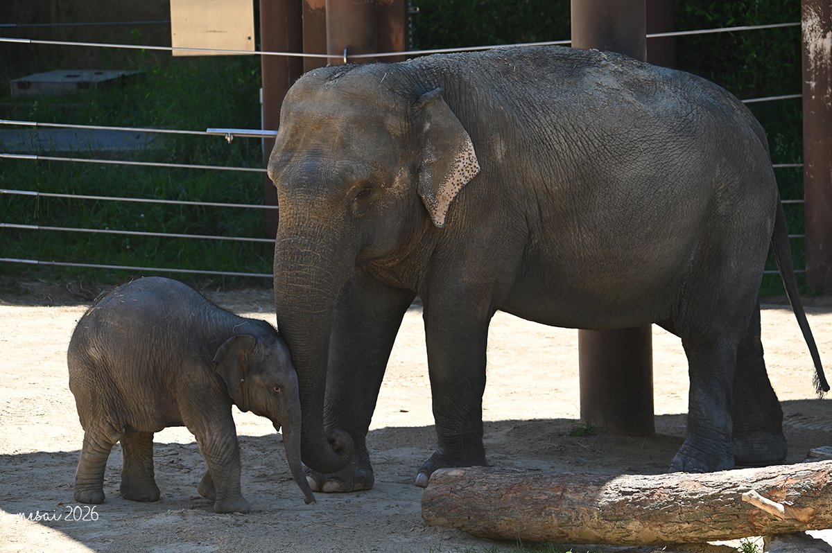 somesay's tweet photo. Our 600lb cutie, #LinhMai #elephant #elephantcalf https://t.co/PhfXB7ncRM