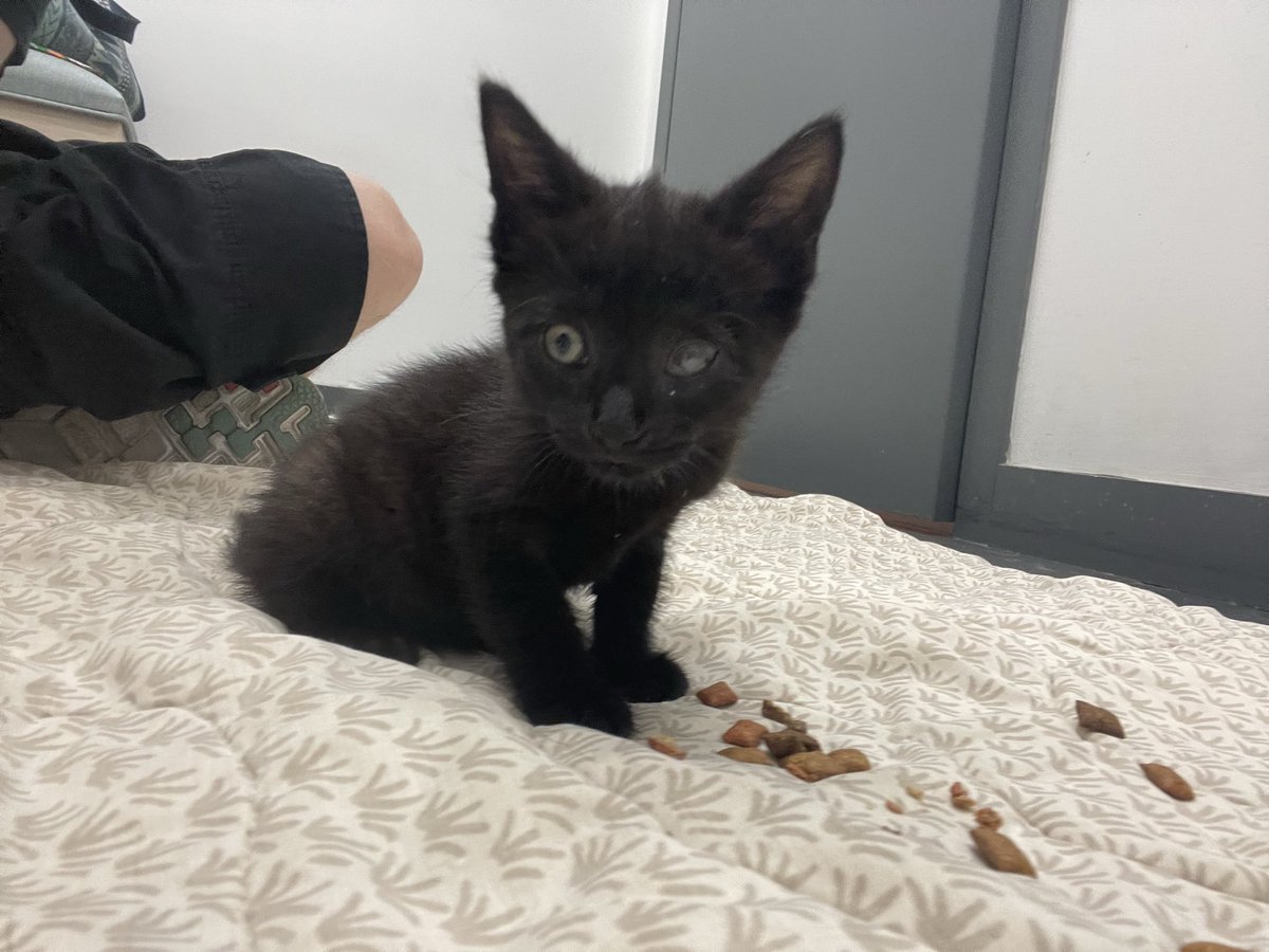 leahnutbutter's tweet photo. @madsruns My little freak (6 weeks old) https://t.co/3K756n3mMp