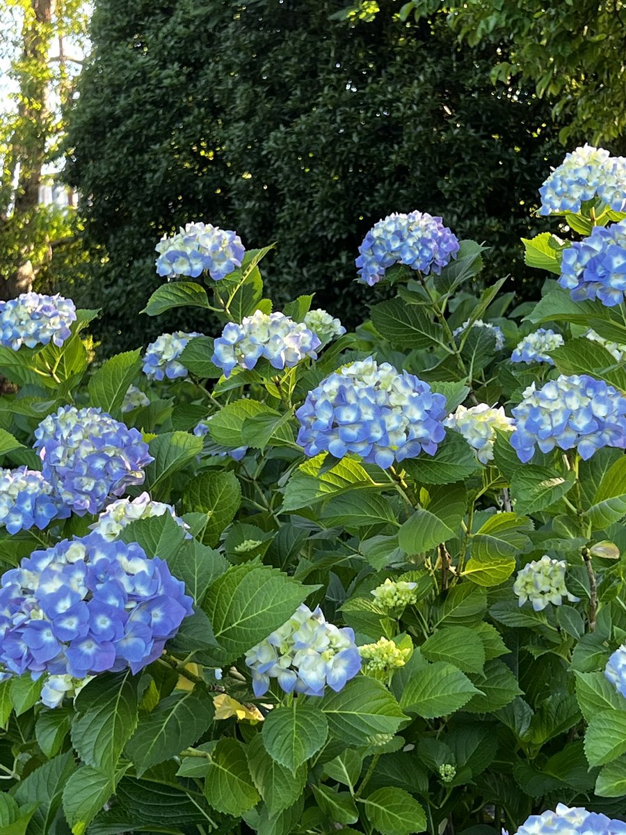 🌸こむぎ🌸 (@Komugi_Kujyaku) / Posts / X