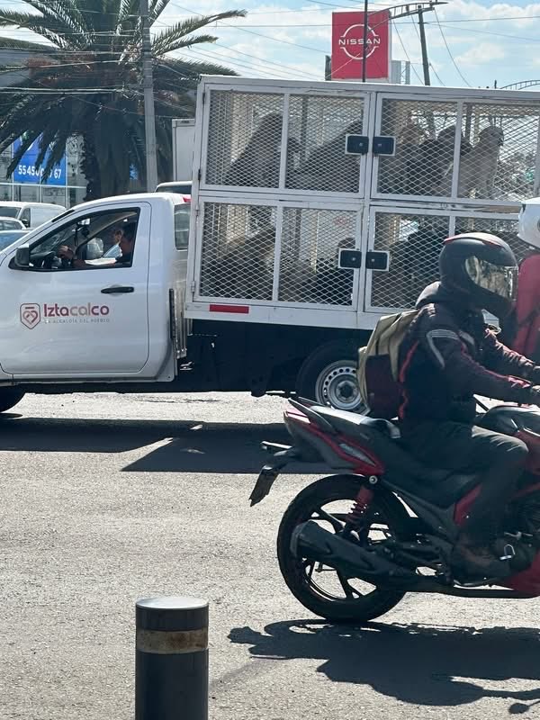 Yuinfiernitos's tweet photo. De la delegación Iztapalapa recogieron a varios perritos. Compartamos hasta que se haga viral y saber que se harán con ellos. https://t.co/cnIBQviEFu