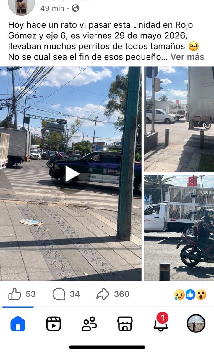 Yuinfiernitos's tweet photo. De la delegación Iztapalapa recogieron a varios perritos. Compartamos hasta que se haga viral y saber que se harán con ellos. https://t.co/cnIBQviEFu