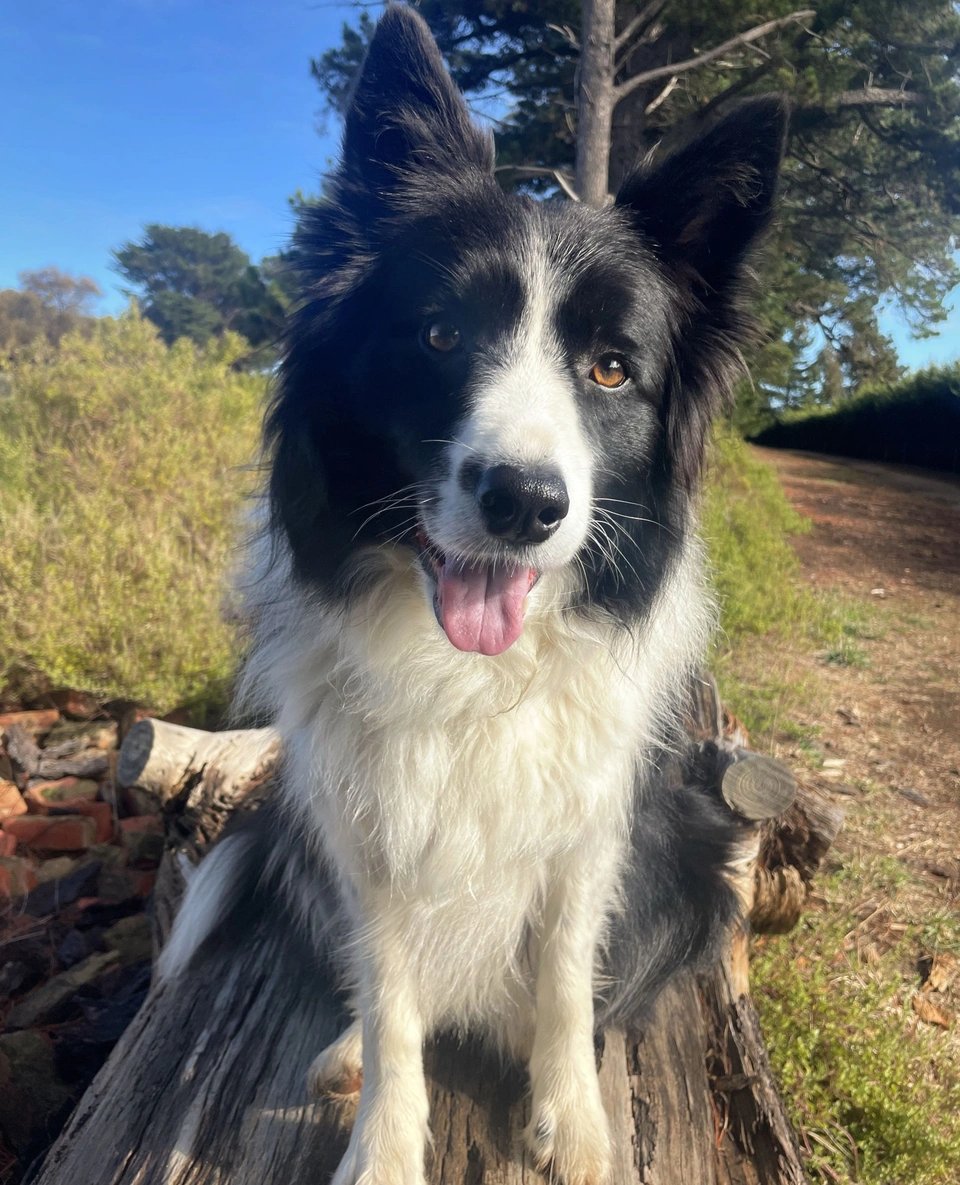 ModernDogMag's tweet photo. Happy #TongueOutTuesday from Milo! 🐶🐾⁠
⁠
📸: Milo and his human, Nina!⁠
⁠
#moderndog #moderndogmagazine #dog #dogs #cute #woof #doglovers #dogloversclub #doglife #dogoftheday #pets #dogsofx #BorderCollie https://t.co/Z2FsLMftL2