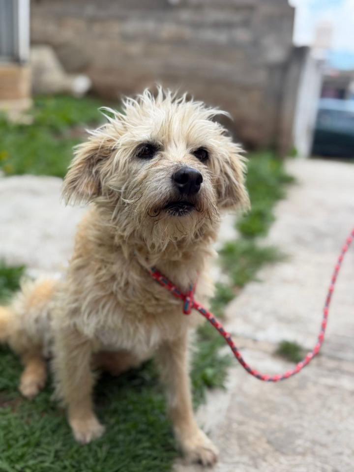 Alina_Gag's tweet photo. buen baño por si alguien abre su corazón y decide adoptarme.  Me dan una oportunidad? Si necesitan más información pueden mandar un mensaje por WhatsApp al 5660402940 para que ahí les den más detalles sobre mi https://t.co/OeDks0S7do