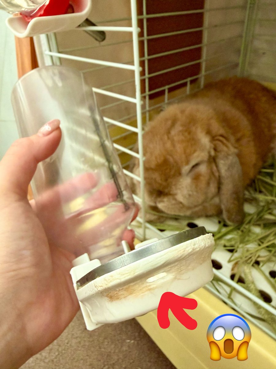 マハロ with 増田ポピー🐸 tweet media