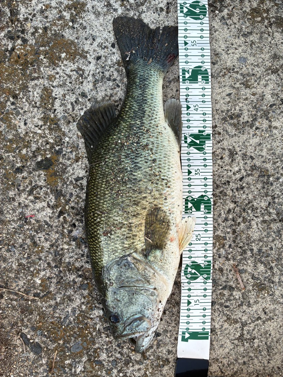 kamok005's tweet photo. 久々の釣果にテンパリ💦
跳ね廻る魚にテンパリ💦
変な測り方をした、、、😢 https://t.co/6ql3U9RbeP