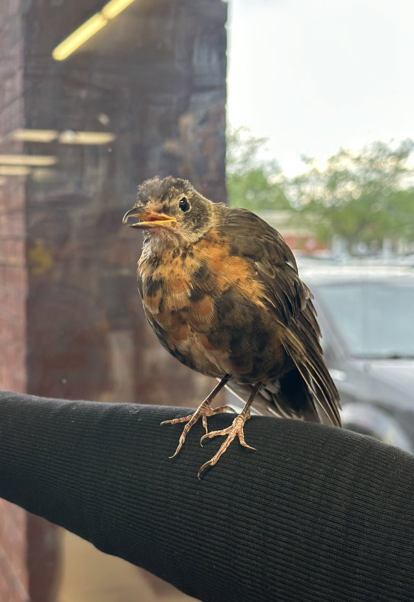 disciplinds's tweet photo. asking this bird how to tweet better https://t.co/OwlryKu0Xj