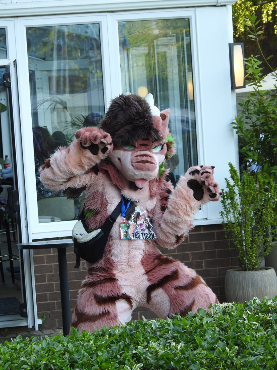 TagTigon's tweet photo. A tigon has been spotted in the wild this #fursuitfriday 🌳

📸 @KiecoTheFox at  #Confuzzled2026 https://t.co/5C5sISFb8y