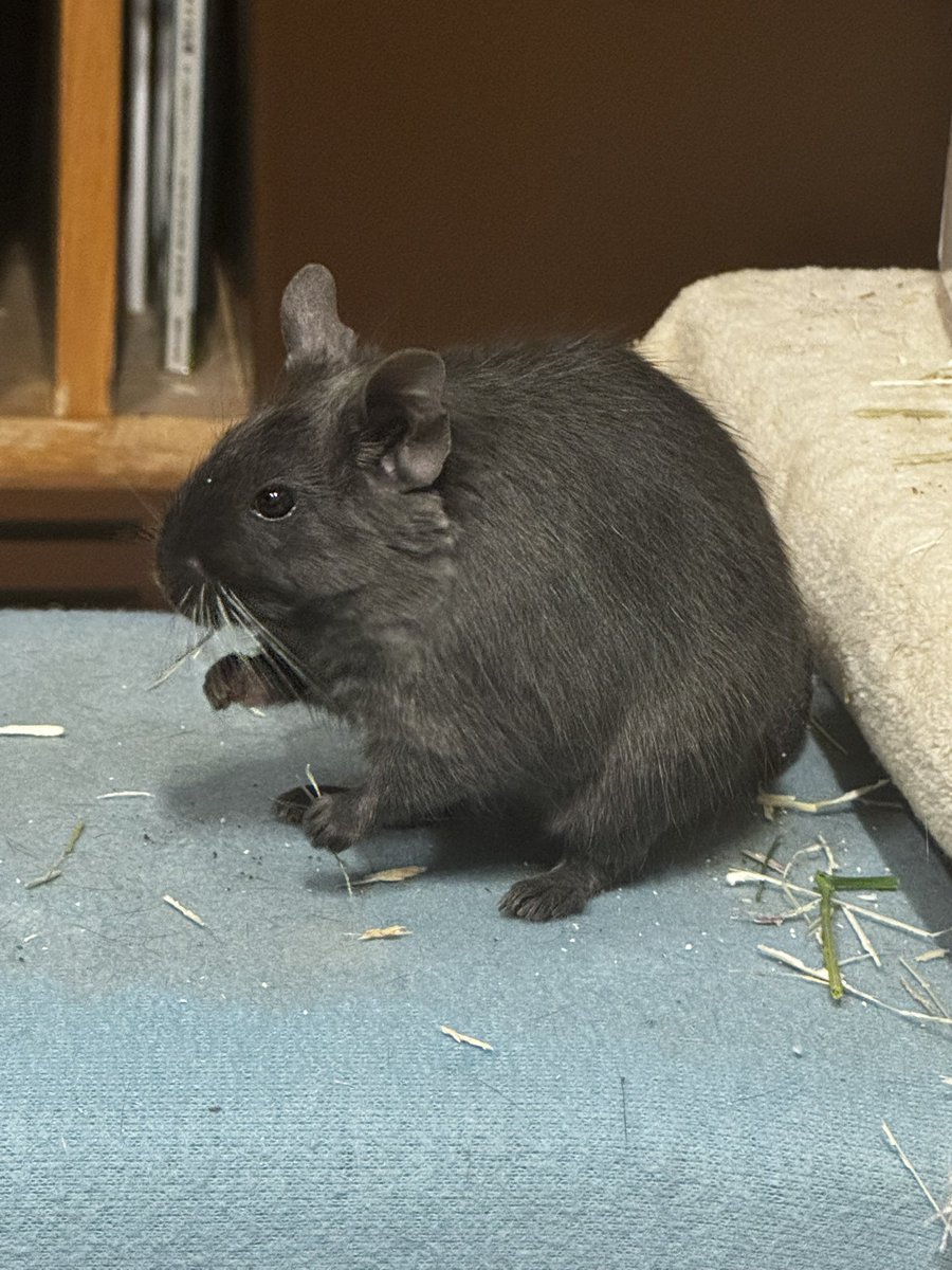 🐹うり♡にに🐭 tweet media