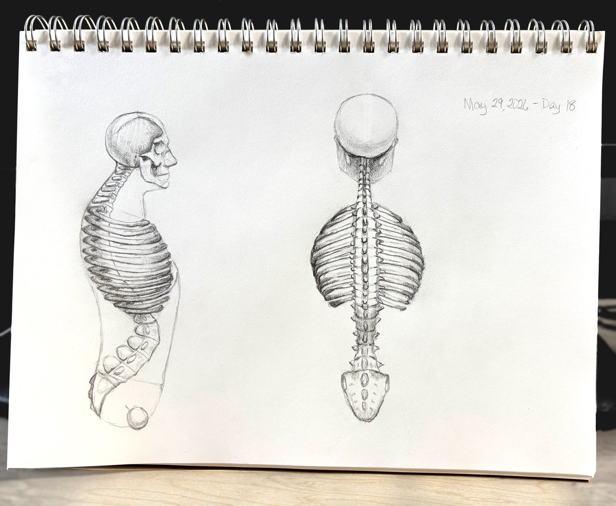 SamReeves_X's tweet photo. It's starting to take longer to draw each anatomy study. But it would be faster if I would quit shading everything. I don't care. It's fun. This is Day 18 of anatomy studies. 

#anatomy #study #sketchbook #drawing #pencildrawing #skull #skeleton #bones https://t.co/dt2ChNzdbL