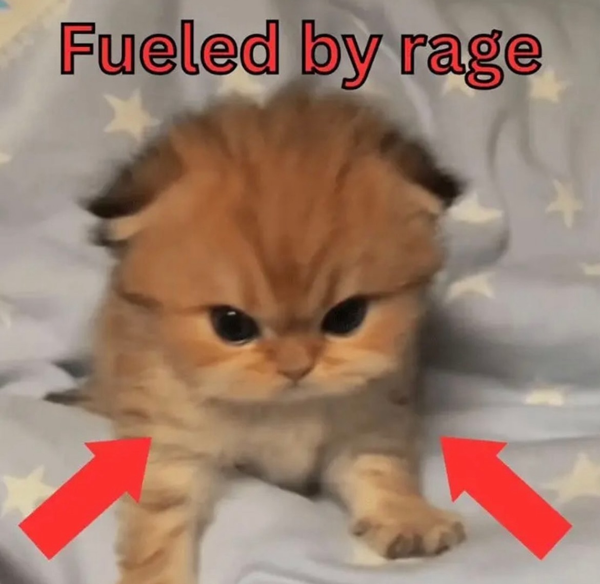 Punch Cat tweet media
