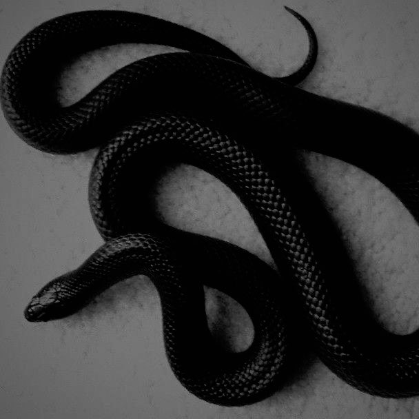 𝐬𝐞𝐫𝐩𝐞𝐧𝐭 𝐭𝐚𝐦𝐞𝐫. 𓆙 tweet media