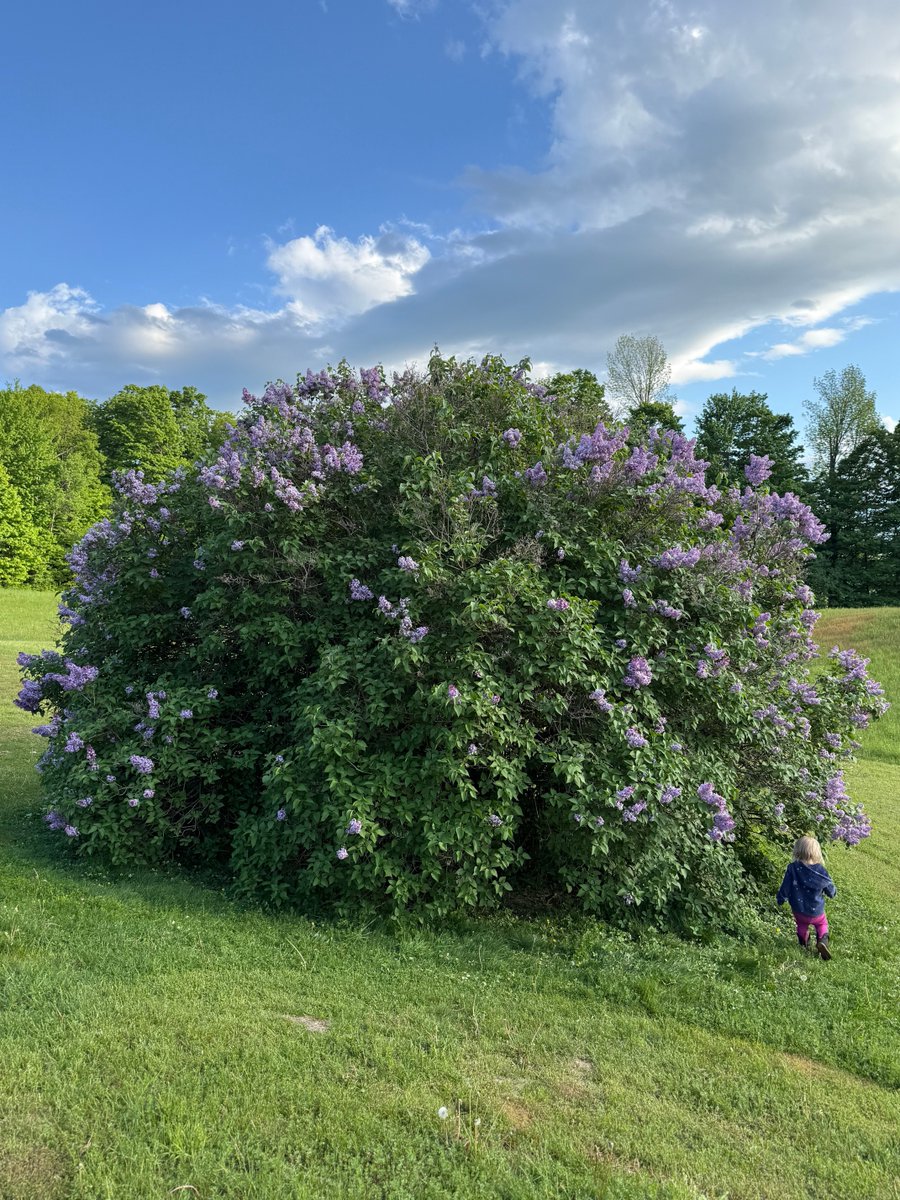 Old Hollow Tree tweet media