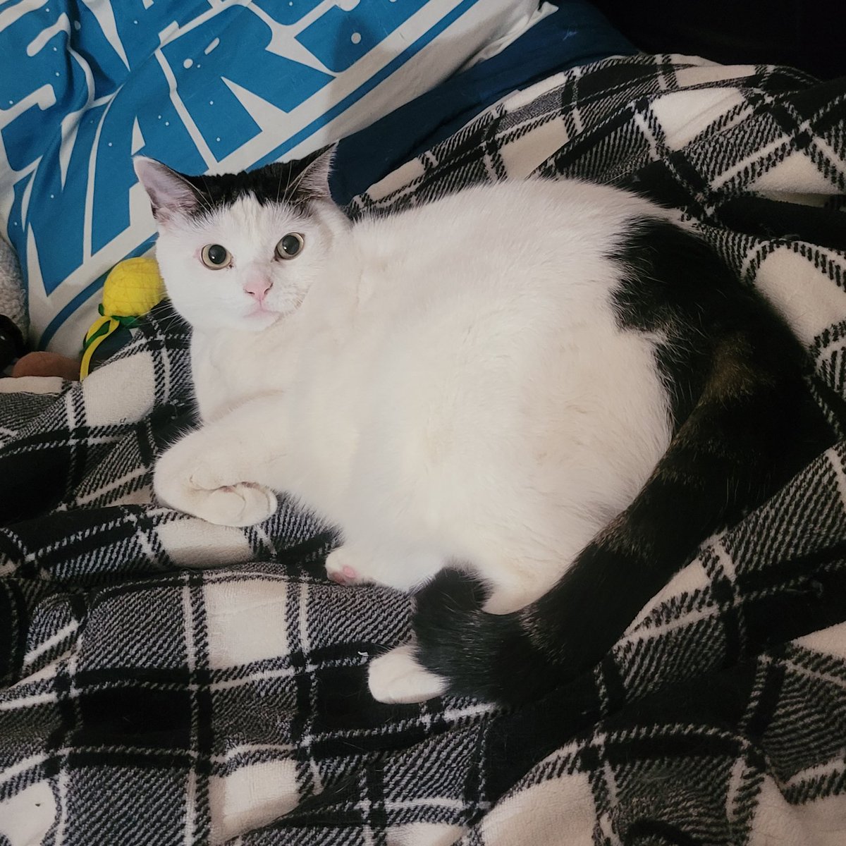 JediMushroom's tweet photo. “I sense a disturbance… is someone trying to move my blanket?!”
L🍄VE, Jedi Mushroom Skywalker!
#catoftheday
#catsoftwitter 
#StarWarsCats 
#StarWars
#MayTheForceBeWithYou 
#MayThePawsBeWithYou 
#TatooineThursday https://t.co/7Ba33LdZc6
