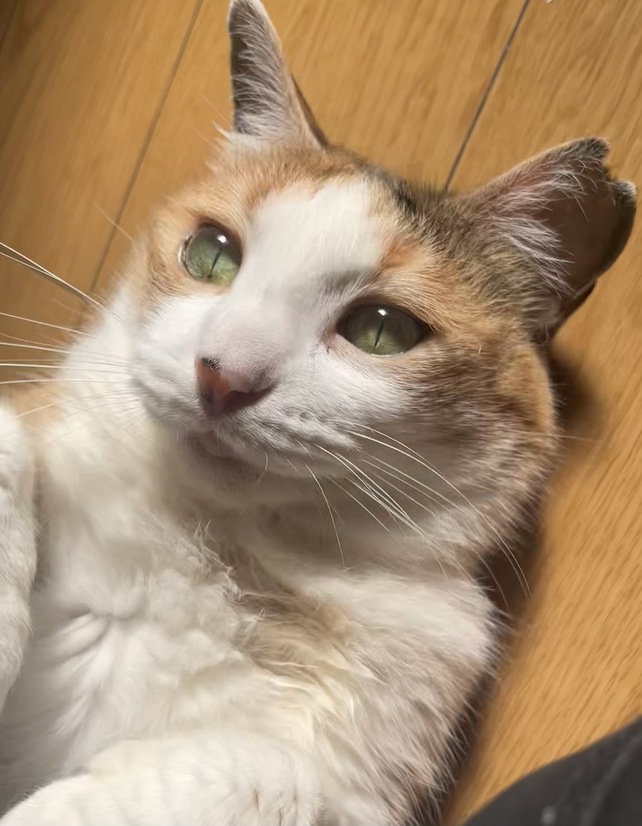 🌈🐈‍⬛ nae Ⅲ 🐈‍⬛🌈 (@_____nae_____) / Posts / X