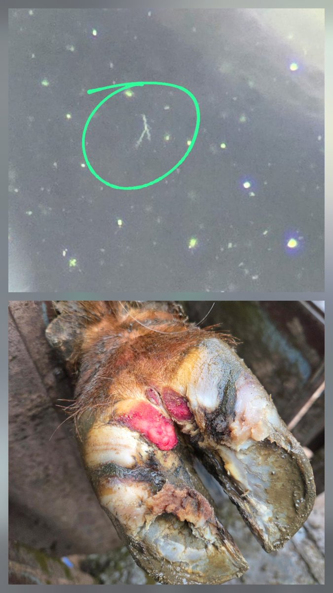 msaintm's tweet photo. Efectuarmos otro diagnóstico de Treponema en rodeos de carne, un problema complicado. https://t.co/VUG97vD0eY