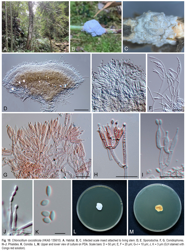 stephenmarek2's tweet photo. Taxonomy, phylogeny and diversity of hyperparasites and their allied entomopathogens in Hypocreales: Ingenta Connect Fast Track Article - https://t.co/hcici4flgU https://t.co/RZujXjdSZu