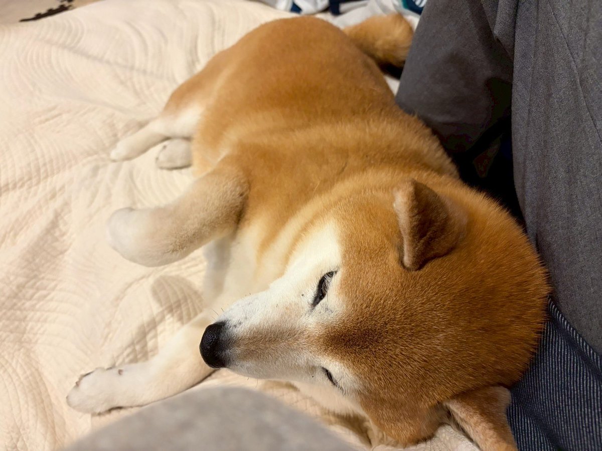 柴犬🌼瑚子 (@shibacoco0613) / Posts / X